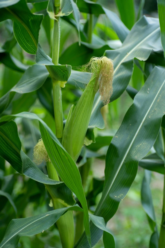 Real Harvest Hybrid Variety